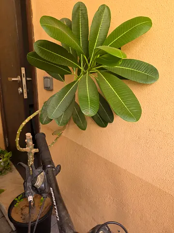 Plants for sale