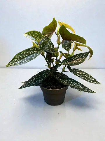 Polka Dot Begonia Live Plant, Spotted Foliage, Indoor Houseplant, Potted