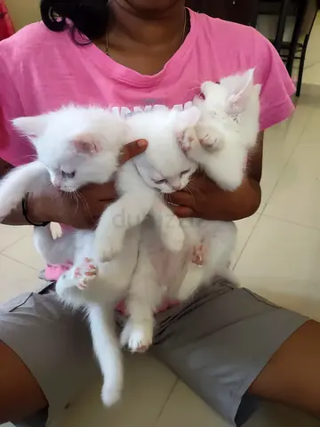 Three fluffy white kittens ready for adoption PARAION