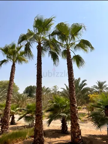 Mature Washington Palm Trees - 3 Tall Trunks, Healthy Canopy