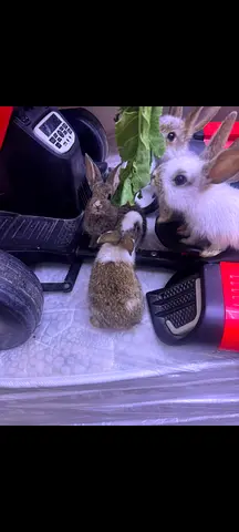 pet