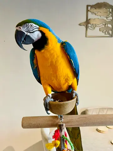 Well trained macaw parrots