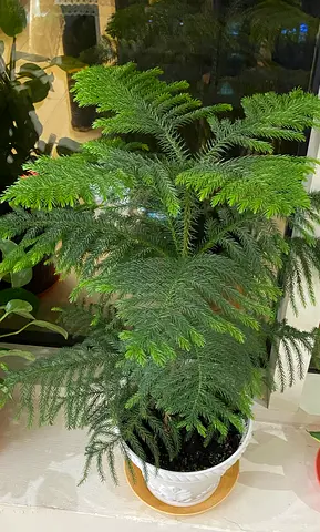 Christmas tree with pot