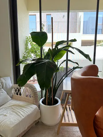 Plant indoor for sale