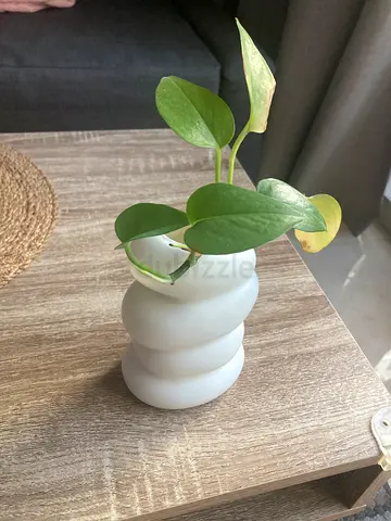 2 Vase - One with small Pothos (Money plant) cutting and one Monstera adansonii (Swiss cheese vine)