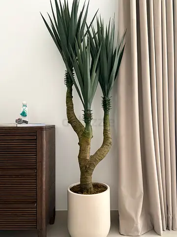 Luxury Artificial Yucca Tree from BLOOMR