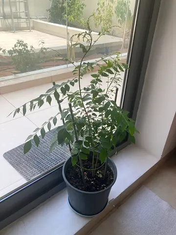 Indoor potted Curry Leaf Plant - easy care