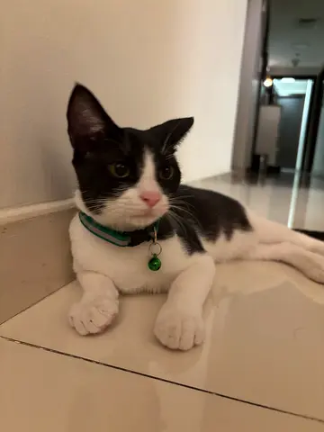 Cats for free adoption