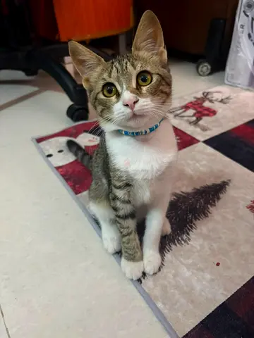 3 month Kitten for adoption
