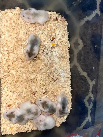 Free adoption dwarf hamsters 3 1/2weeks old.