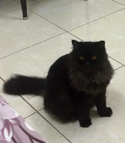 Fluffy black long-haired cat looking for a new home
