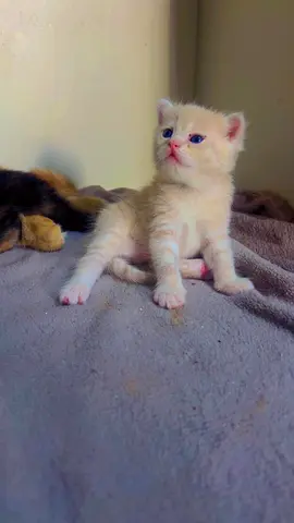 Pure beautiful golden 2 Scottish fold Scottish straight males kittens