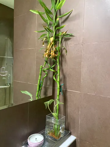 2 Lucky bamboo plant in glass vase - indoor decor