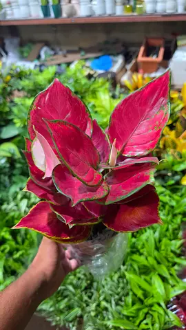 Aglaonema pink plant