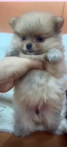 Tiny Pomeranian puppy — 8-week-old, fluffy and friendly