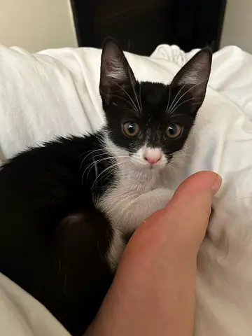Kitten for Adoption