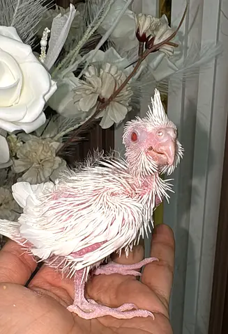 Cockatiel chicks available
