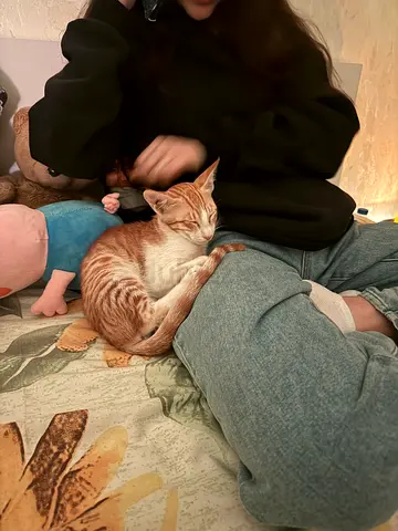 cute kitty for adoption (free)