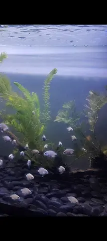 Polar parrot fish fries 76Pcs 3 month old