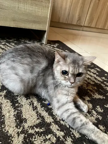 British Cat Mix