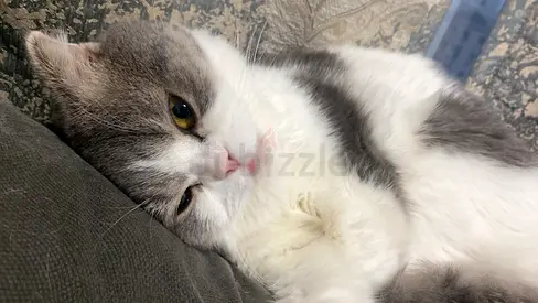 cat for limited time adoption