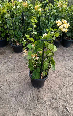 Potted Climbing Bougainvillea with Support Trellis - Healthy Plant