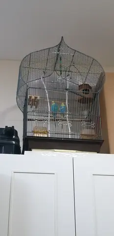 Large ornate metal bird cage with stand, perches and toys