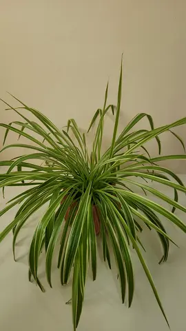 Spider plant