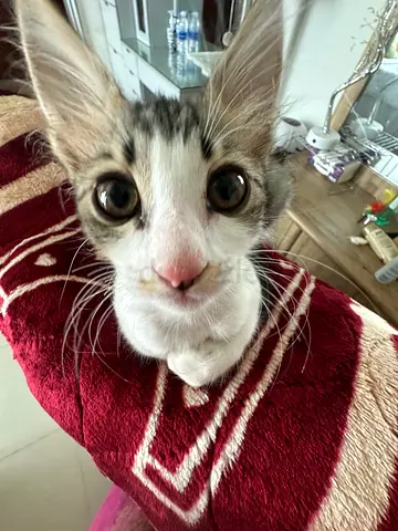 Kitten for adoption