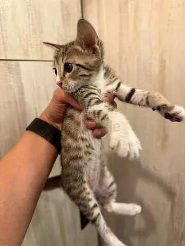 Kitten for adoption