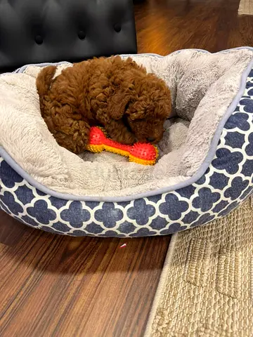 Cute red poodle puppy (looking for new home) - 8 weeks