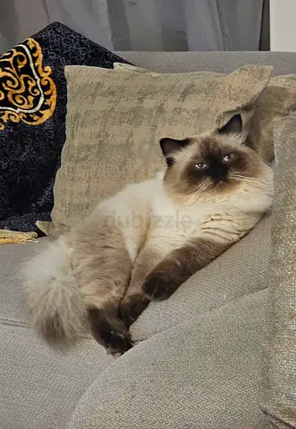 Himalayan Cat