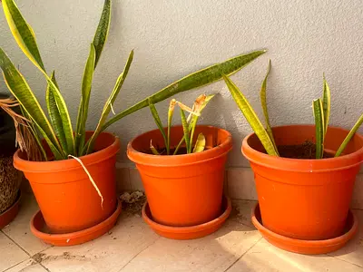 Jumbo size pot Three Snake Plants (Sansevieria) in Terracotta Pots
