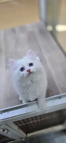 Cats for adoption