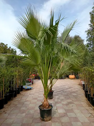 Potted Washington Palm - Healthy Large Specimen Ready for Garden