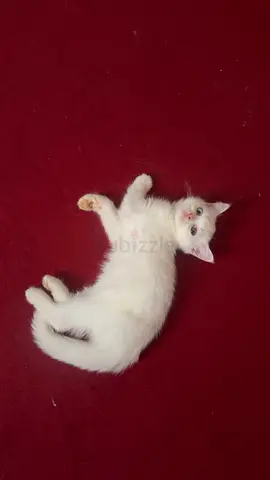 cat for adoption