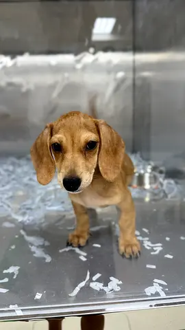 Young Dachshund Mix Puppy - Friendly, Ready for New Home