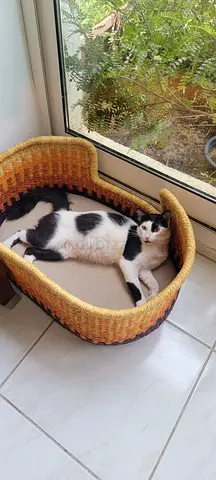 Monochrome Black and White long hair male kitten for adoption