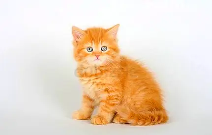 Perian and british kittens available