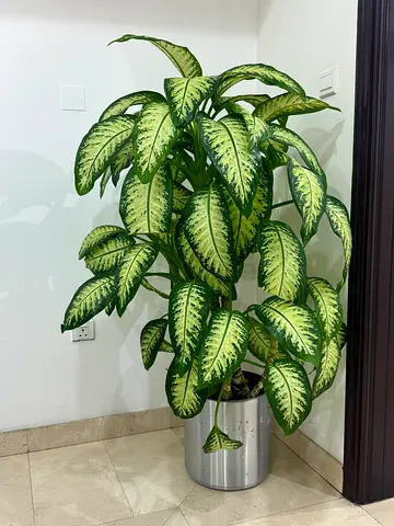 Plant for sale
