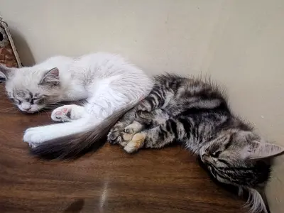 Cat for free adoption