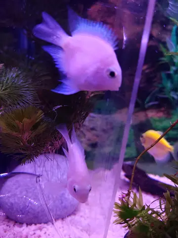 Polar parrot fish fries 40Pcs 4 month old