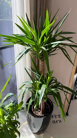 Healthy Dracaena Marginata (Dragon Tree) in Pot - Ideal Indoor Plant