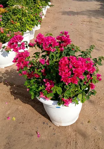 Bougainvillea potted plant - healthy flowering shrubs, ready to plant