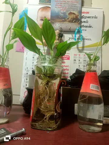 Small indoor plants in recycled glass bottles