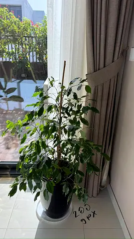 Large Indoor Ficus Benjamina (Weeping Fig) in Pot - Healthy, Ready to Move
