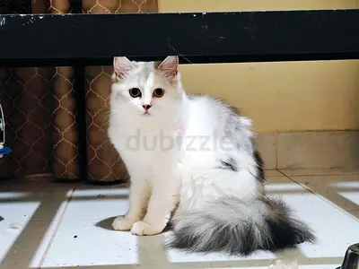 Free adoption, 3 months old, 1 year old, 2-year-old