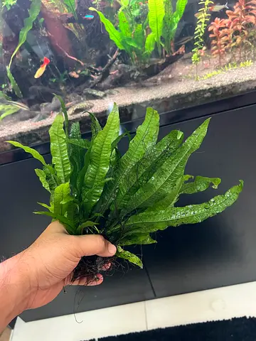 Aquarium Java fern for Sale bundle