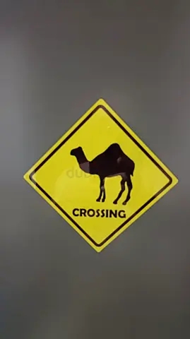 Camel Crossing Decorative Wall Sticker / Sign /Magnet