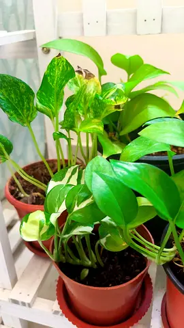 5 varities money plant (pothos )